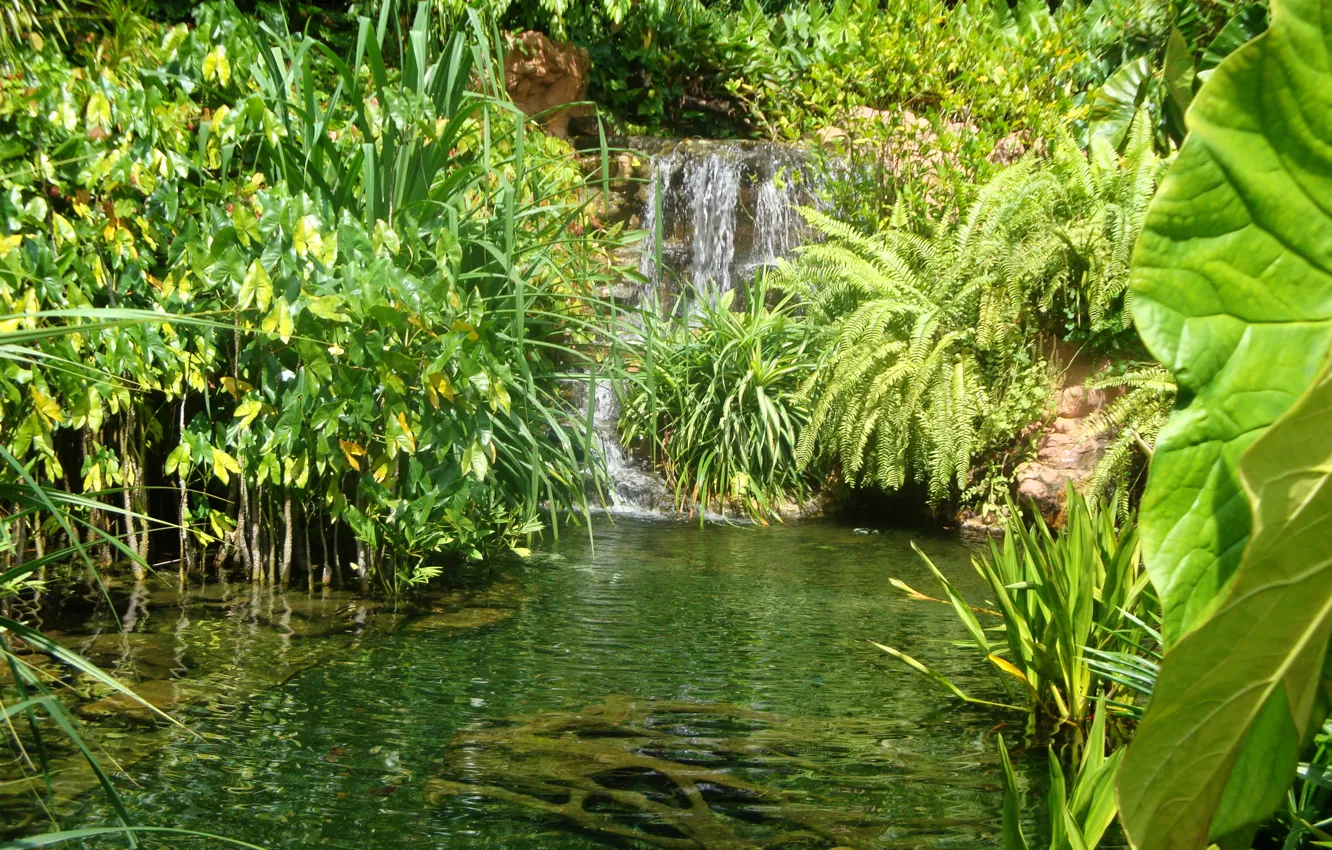 Фото обои зелень, трава, листья, пруд, водопад, сад, Сингапур, кусты
