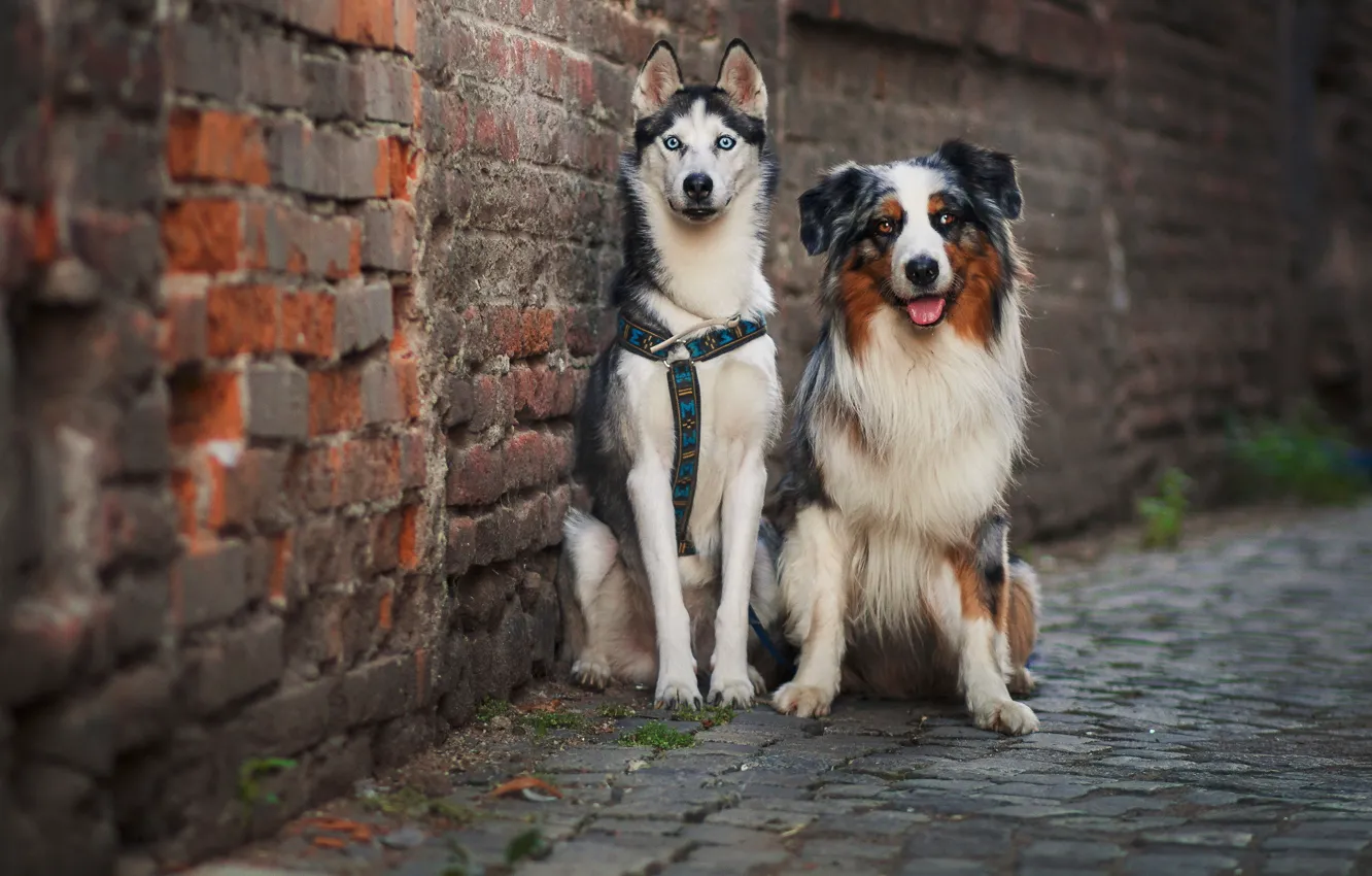 Фото обои собаки, улица, друзья