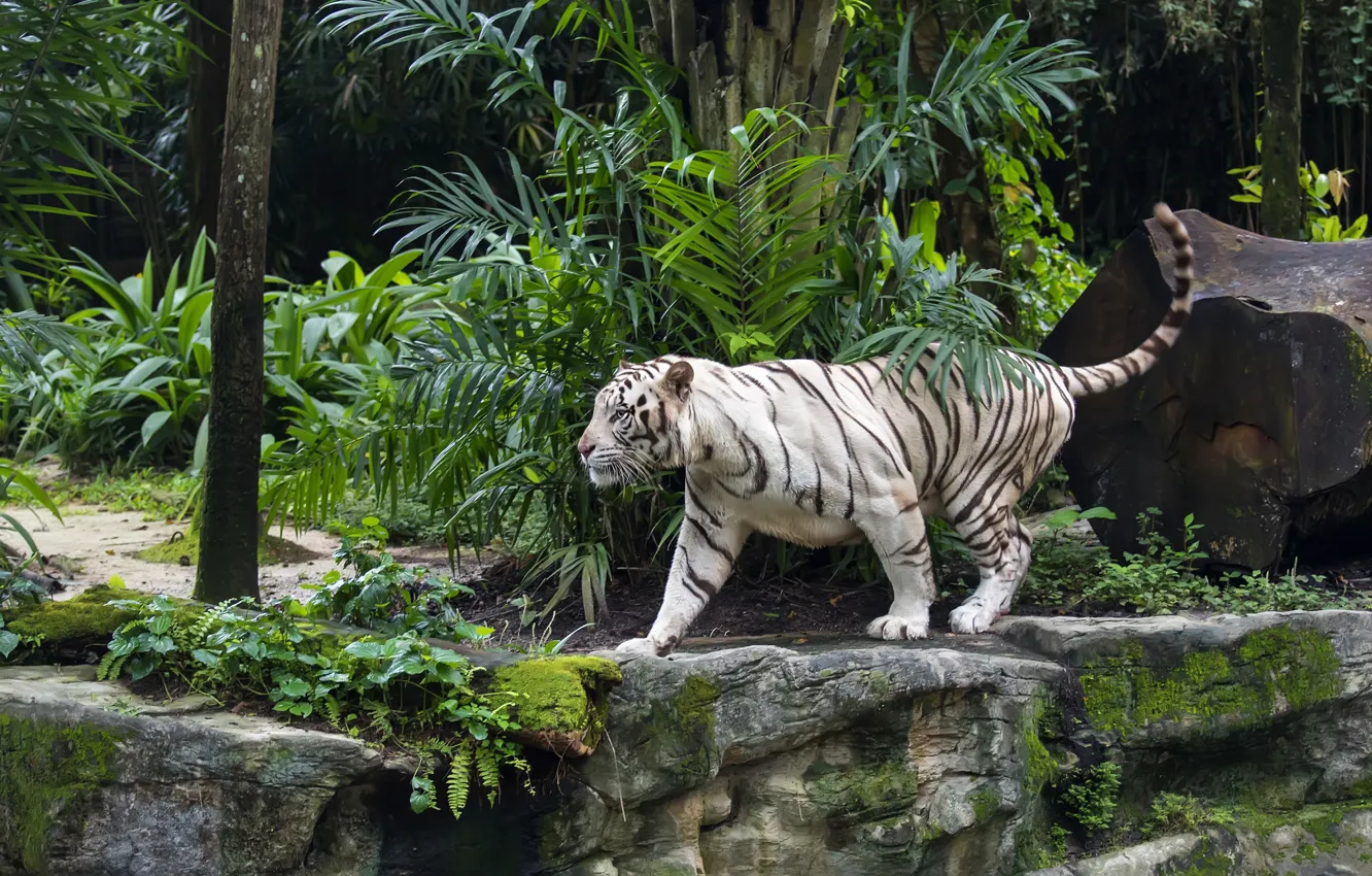 Фото обои белый, листья, тигр, джунгли