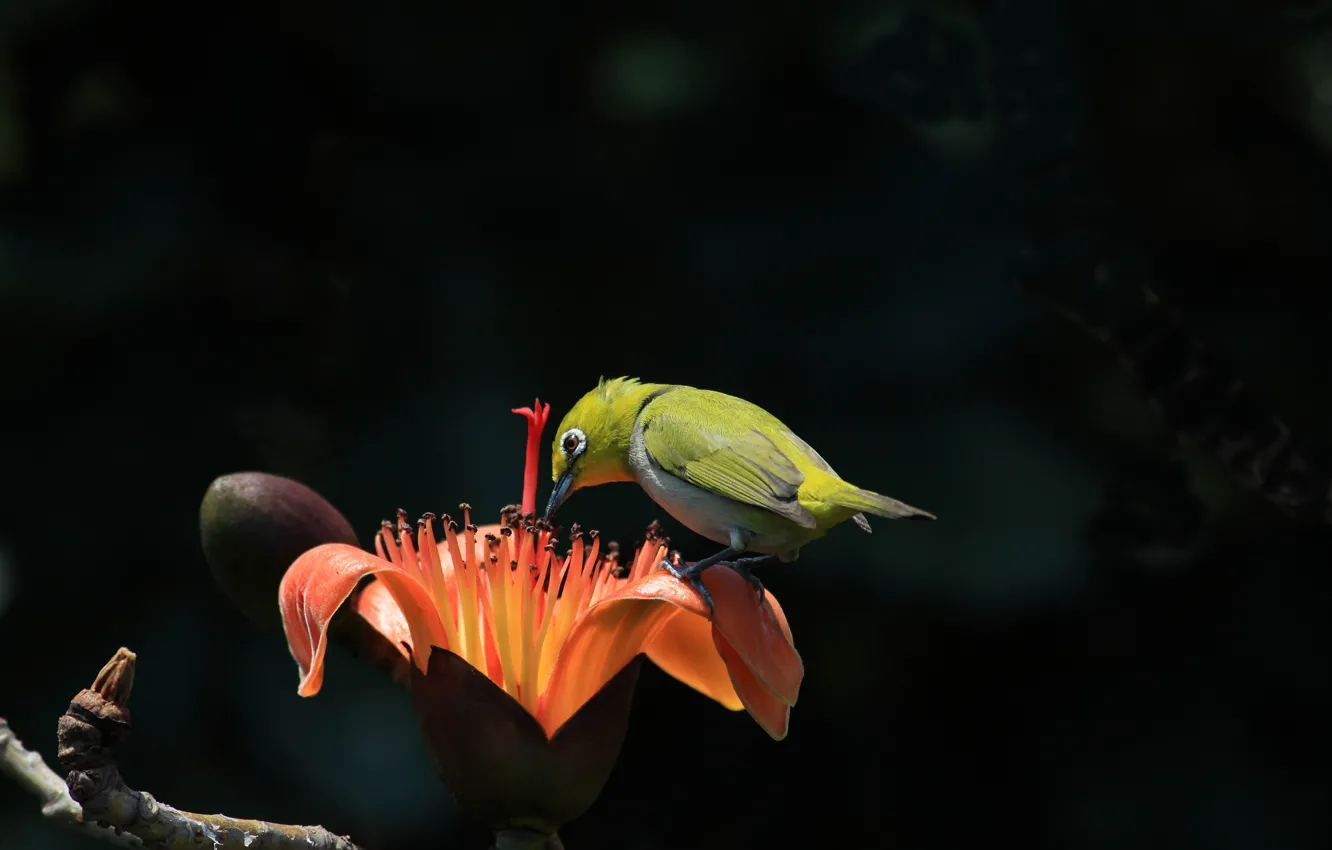 Фото обои цветы, тропики, ветка, птичка, белоглазка, былый глаз, хлопковое дерево