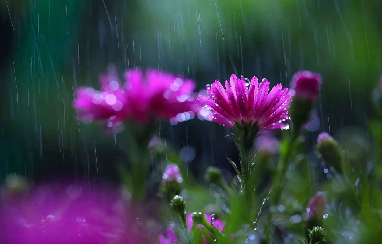 Фото обои цветы, дождь, размытость