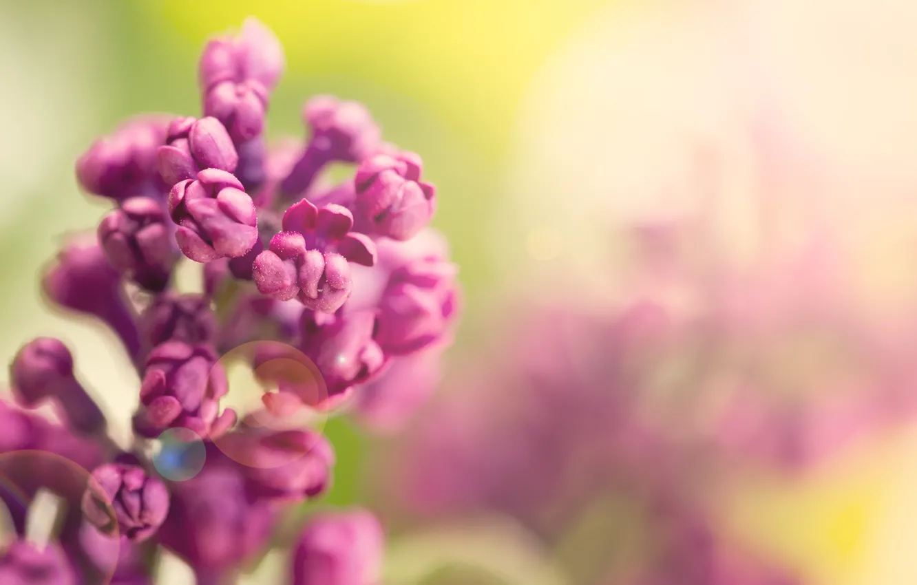 Фото обои весна, цветение, blossom, flowers, сирень, spring, purple, lilac