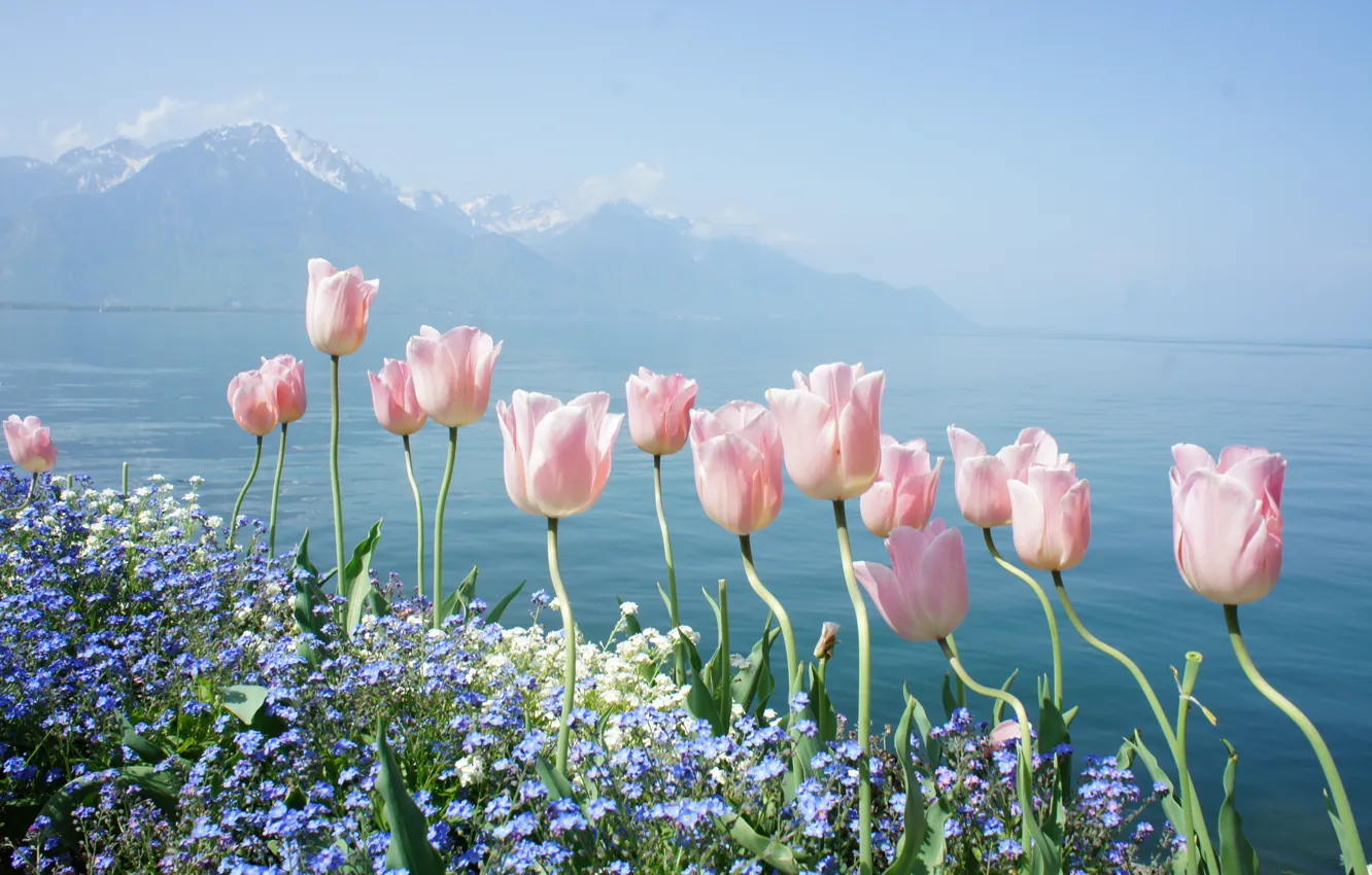 Фото обои вода, цветы, горы, озеро, нежность, весна, тюльпаны, незабудки