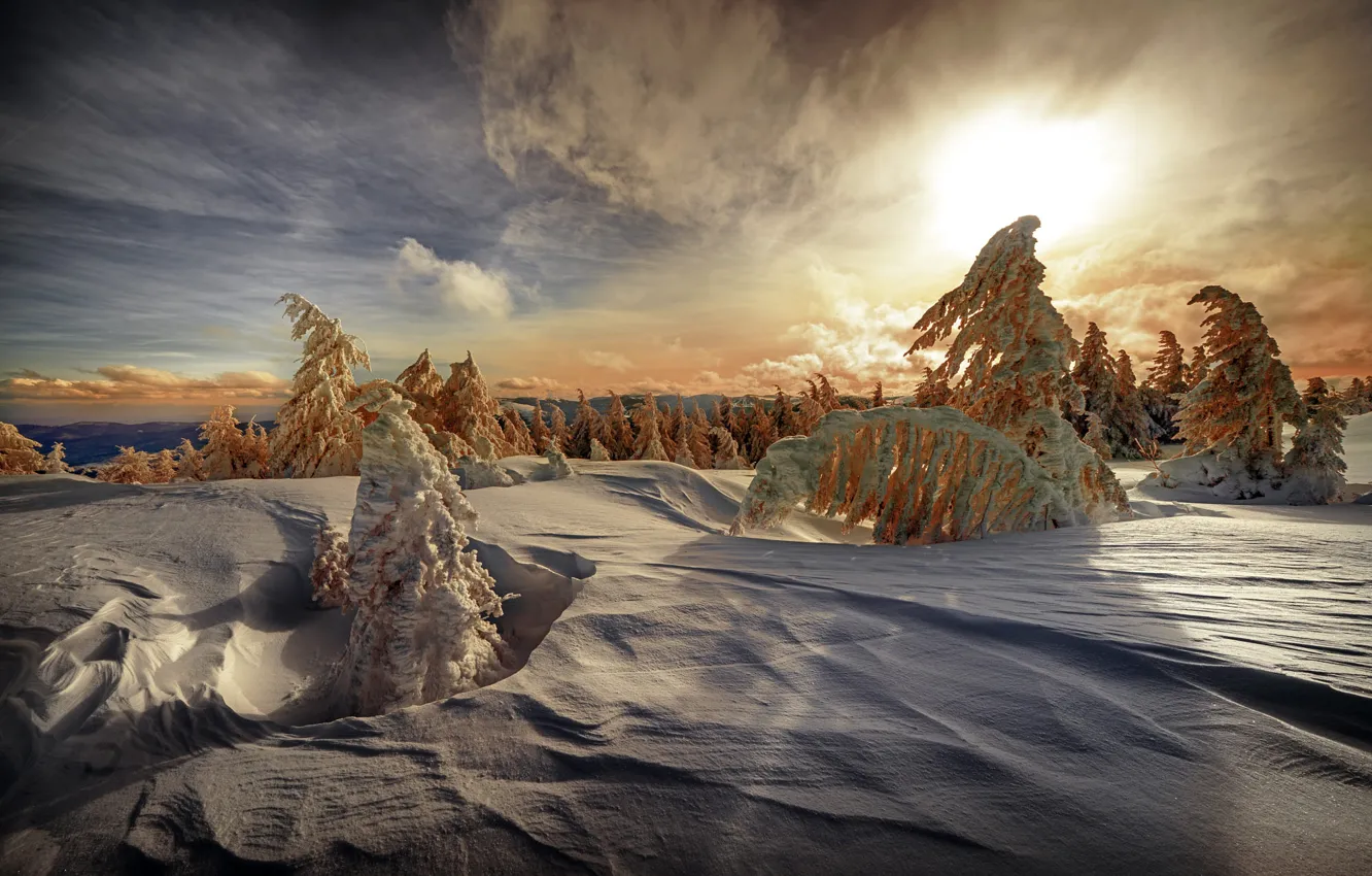 Фото обои зима, лес, небо, солнце, облака, свет, снег, закат