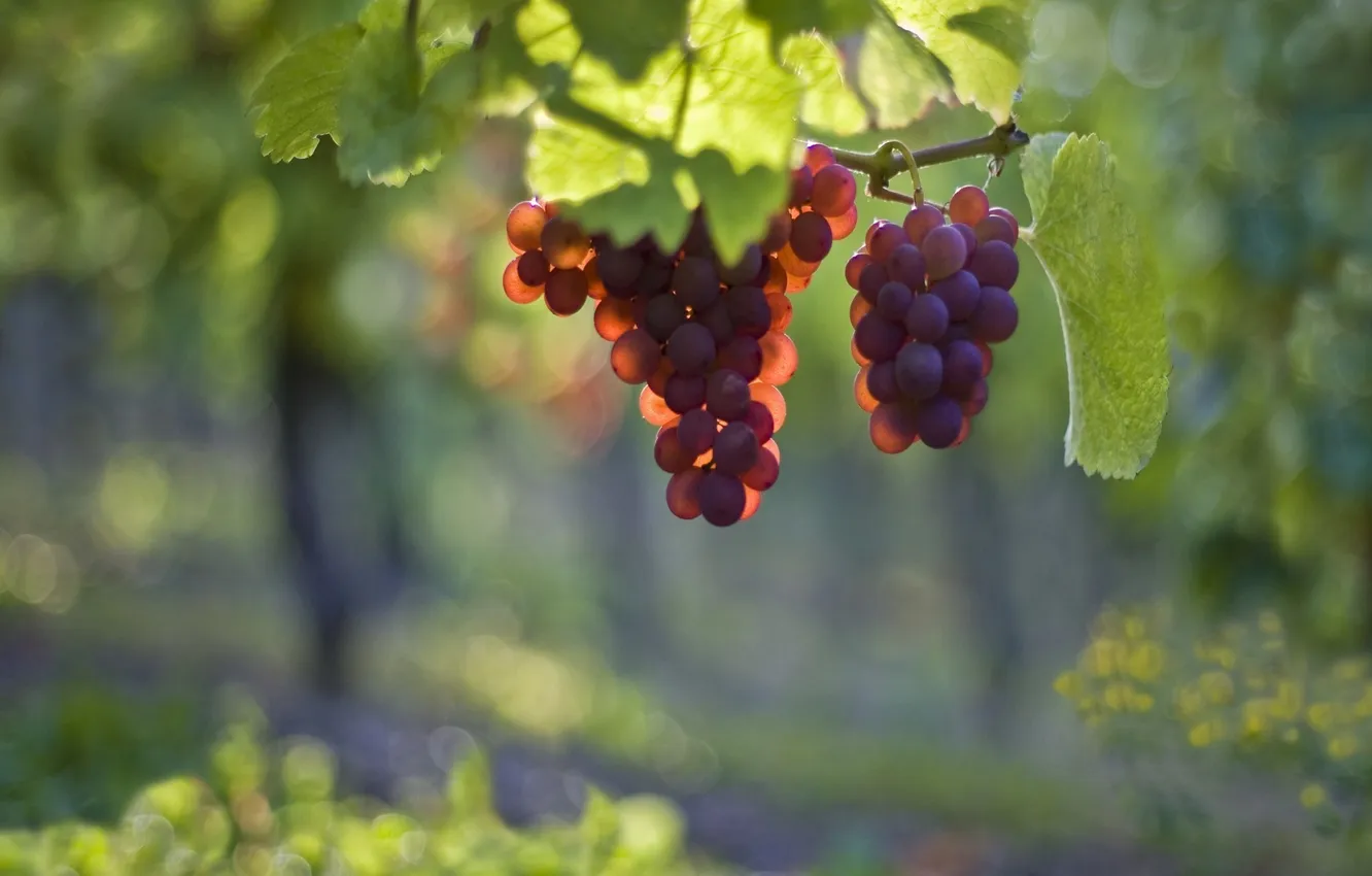 Фото обои листья, свет, виноград, грозди