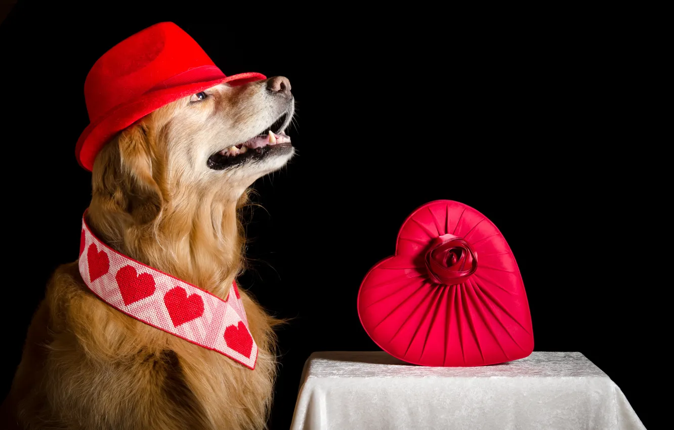 Фото обои фон, сердце, собака, шляпа