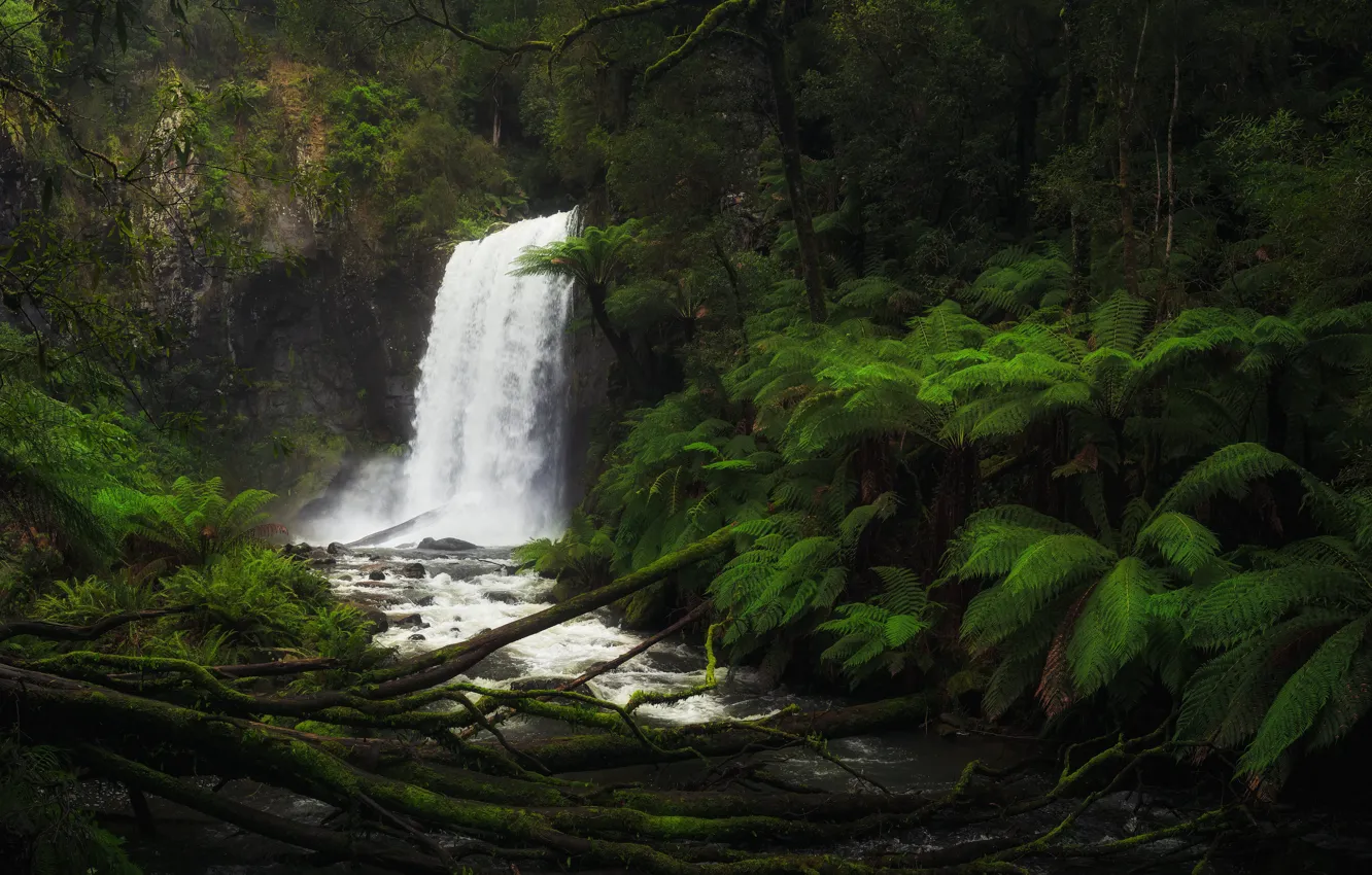 Фото обои лес, река, водопад, Виктория, Австралия, папоротник, Australia, Victoria