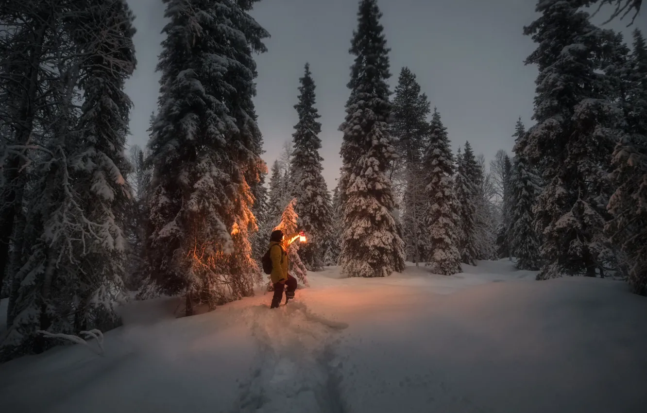Фото обои зима, снег, деревья, пейзаж, ночь, природа, человек, ели
