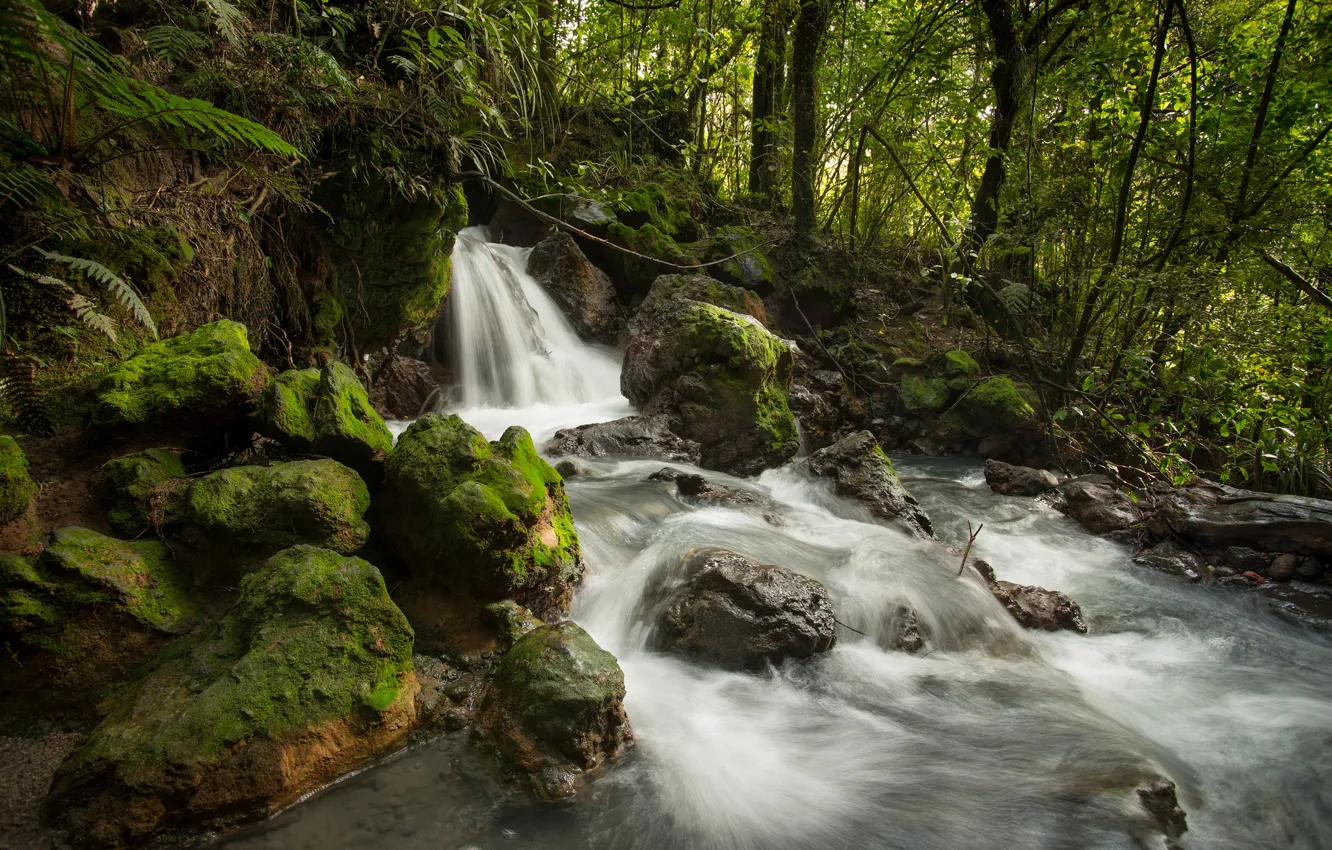 Фото обои лес, ручей, камни, водопад, поток, Новая Зеландия, речка, New Zealand