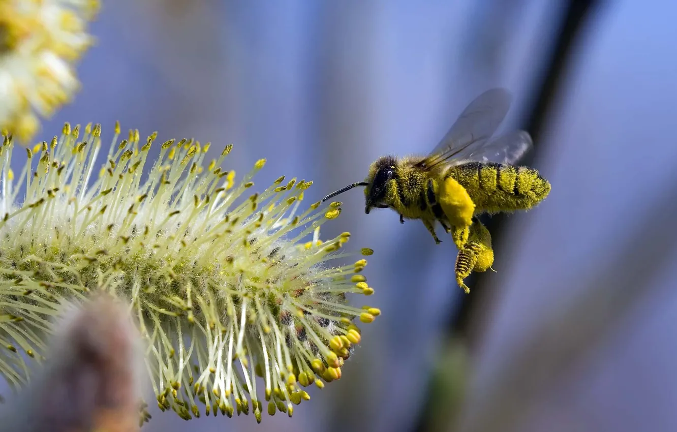 Фото обои цветок, полет, пчела