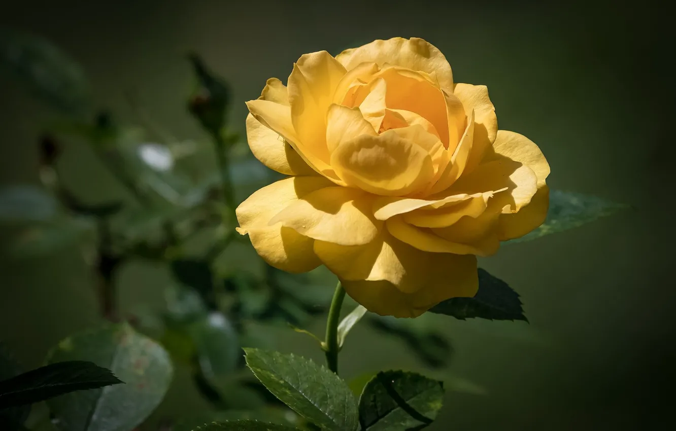 Фото обои лето, фон, роза, жёлтая роза