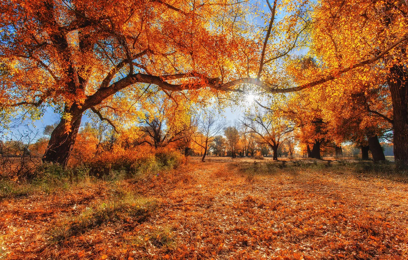 Фото обои осень, солнце, деревья, листва, Сагайдак Павел