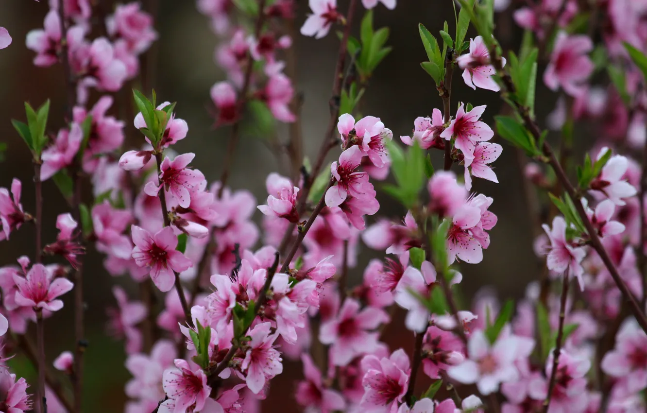 Фото обои ветки, весна, сакура, цветение, Adina Voicu