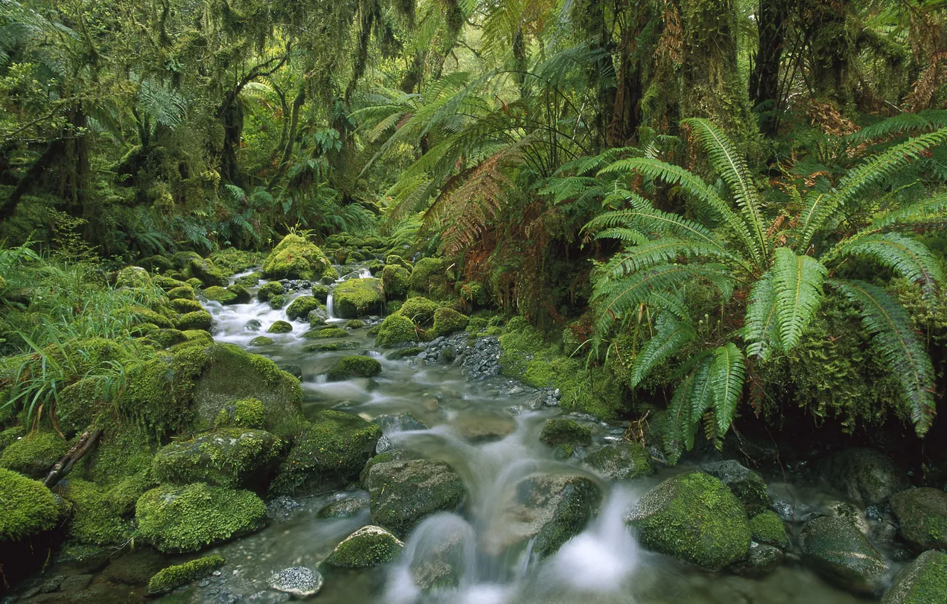 Фото обои лес, река, камни, мох, Новая Зеландия, папоротники