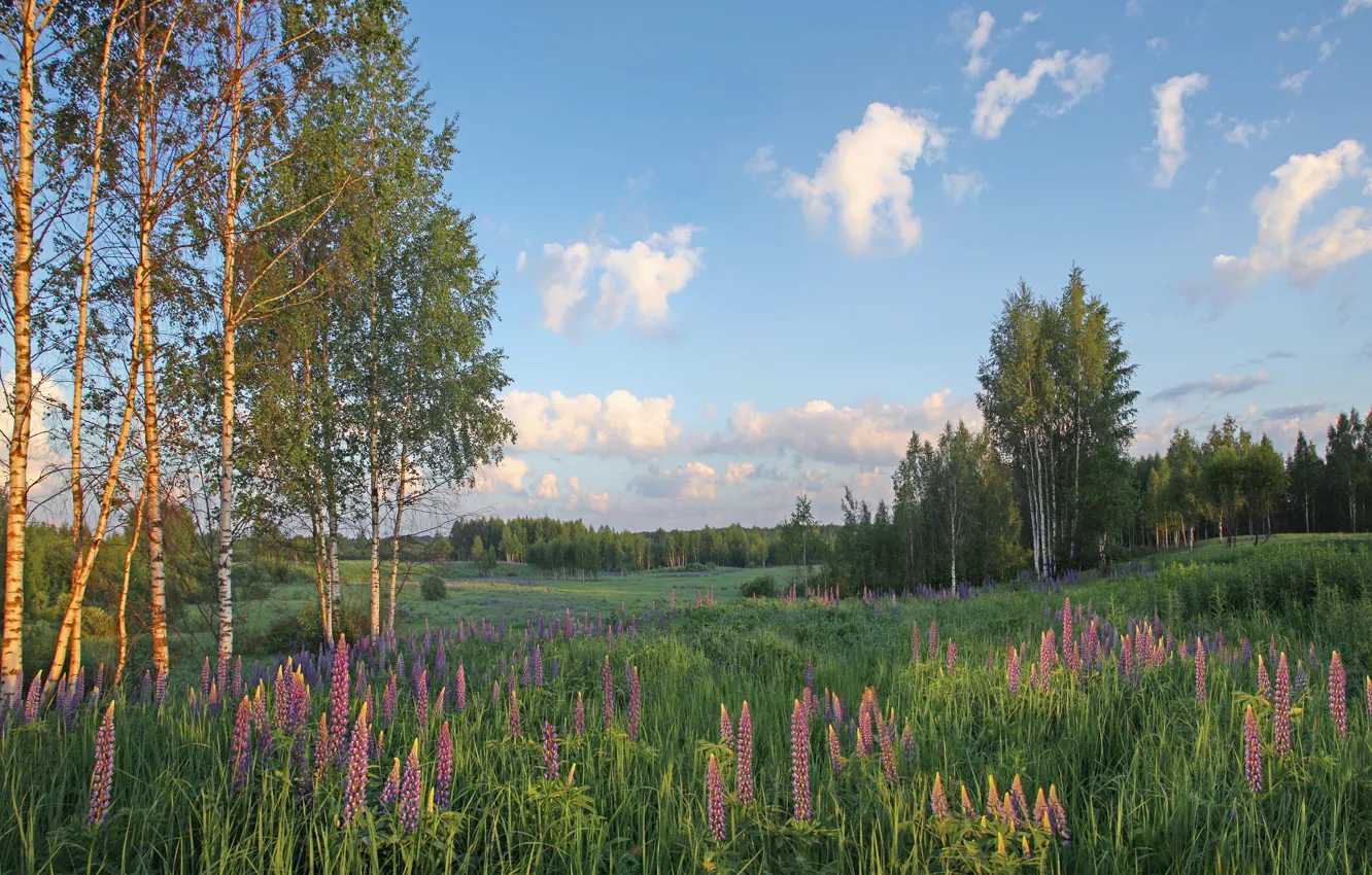 Обои поле, цветы, луг, березы, люпины на телефон и рабочий стол, раздел ...