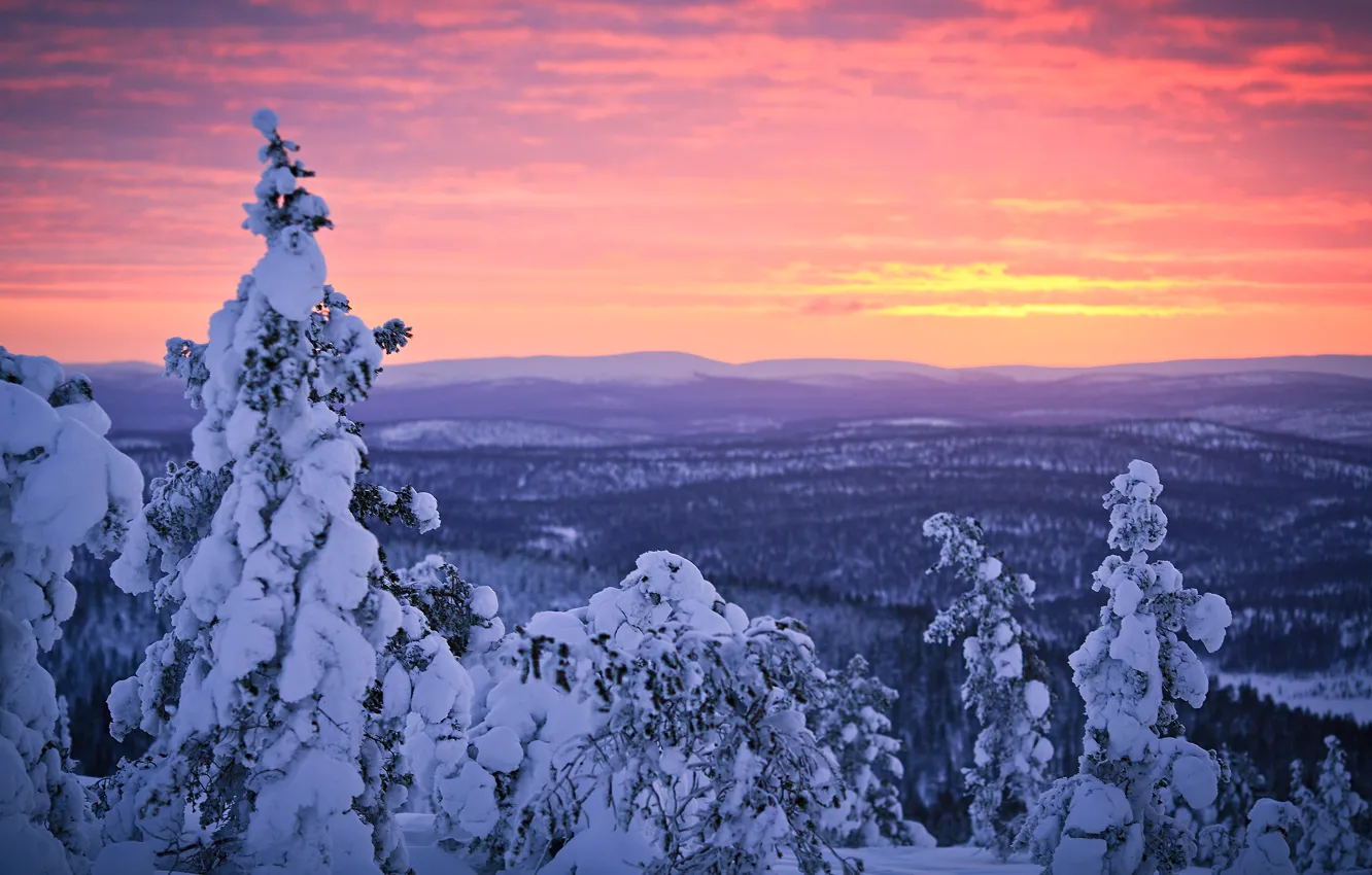 Фото обои зима, лес, небо, снег, закат, Финляндия, Лапландия, январь