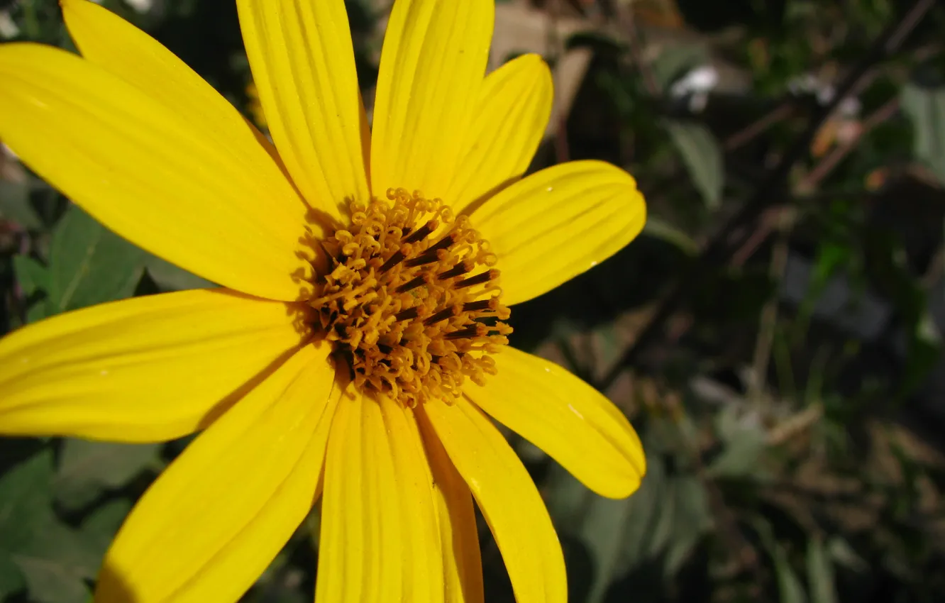 Фото обои flower, gol, zard, ellow