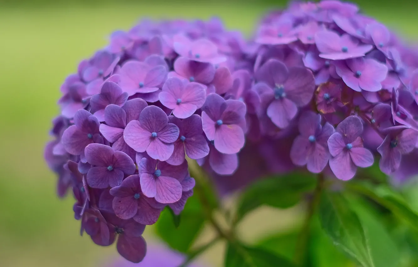 Фото обои макро, фиолетовая, соцветия, гортензия