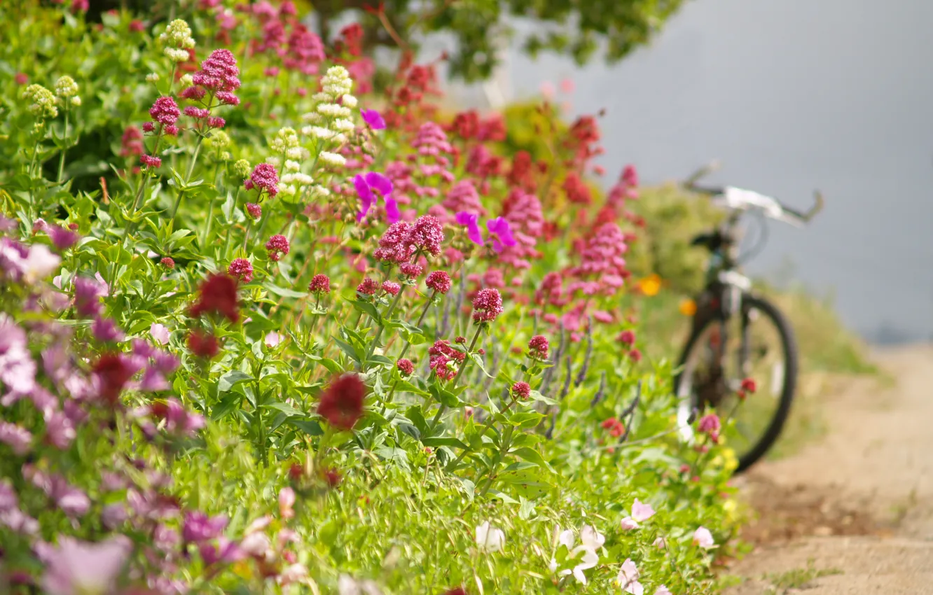 Фото обои дорога, лето, цветы, велосипед, обочина
