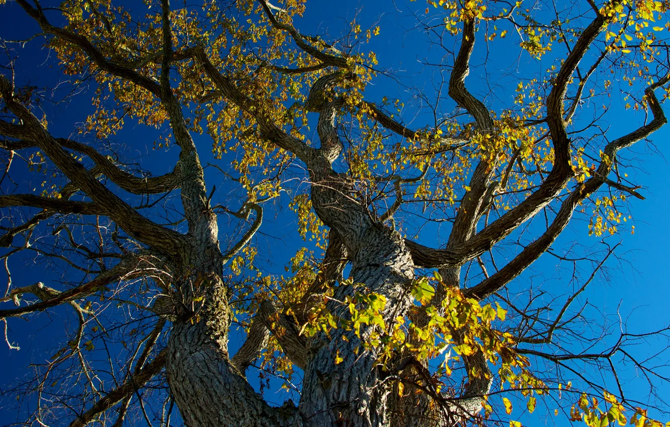 Фото обои осень, небо, листья, ветки, дерево, ствол