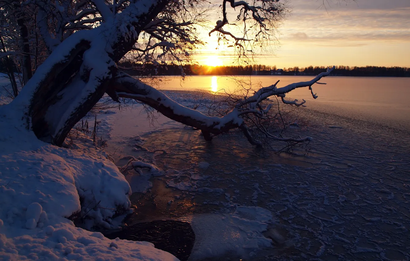 Фото обои зима, небо, снег, закат, река, дерево