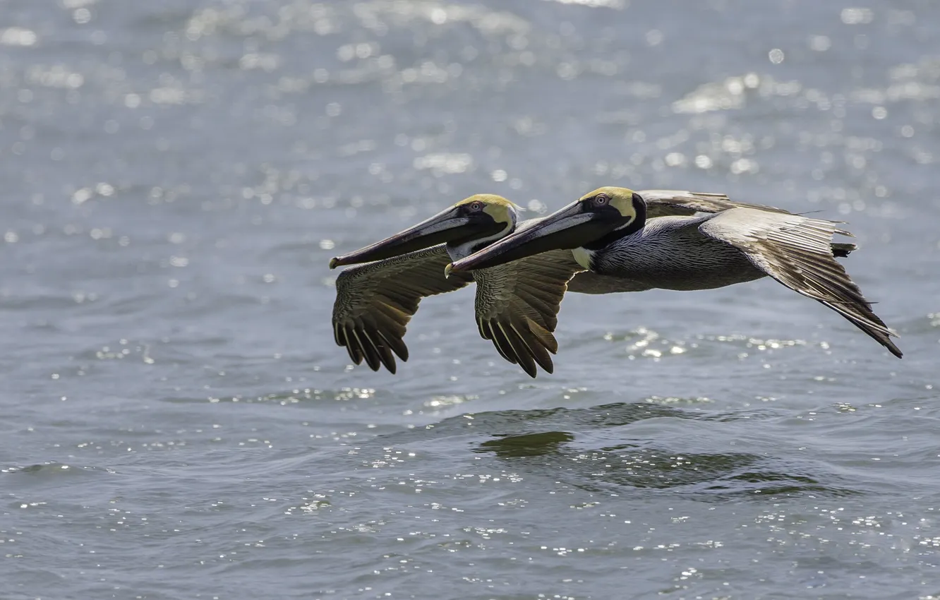Фото обои вода, птицы, пара, полёт, пеликаны, американский бурый пеликан