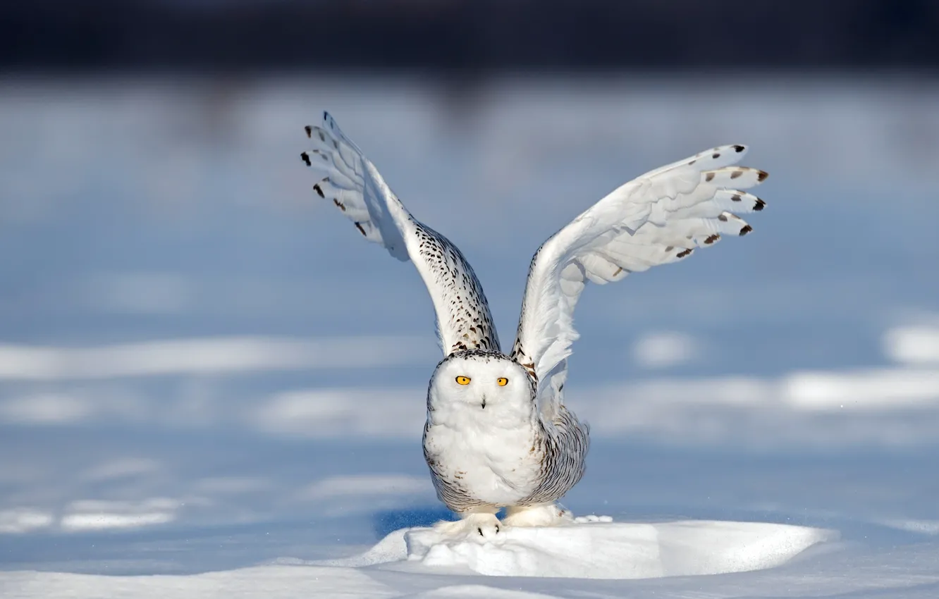 Фото обои Канада, Canada, Квебек, Полярная сова, Quebec City, Icy Field, Ледяное поле, Polar Owl