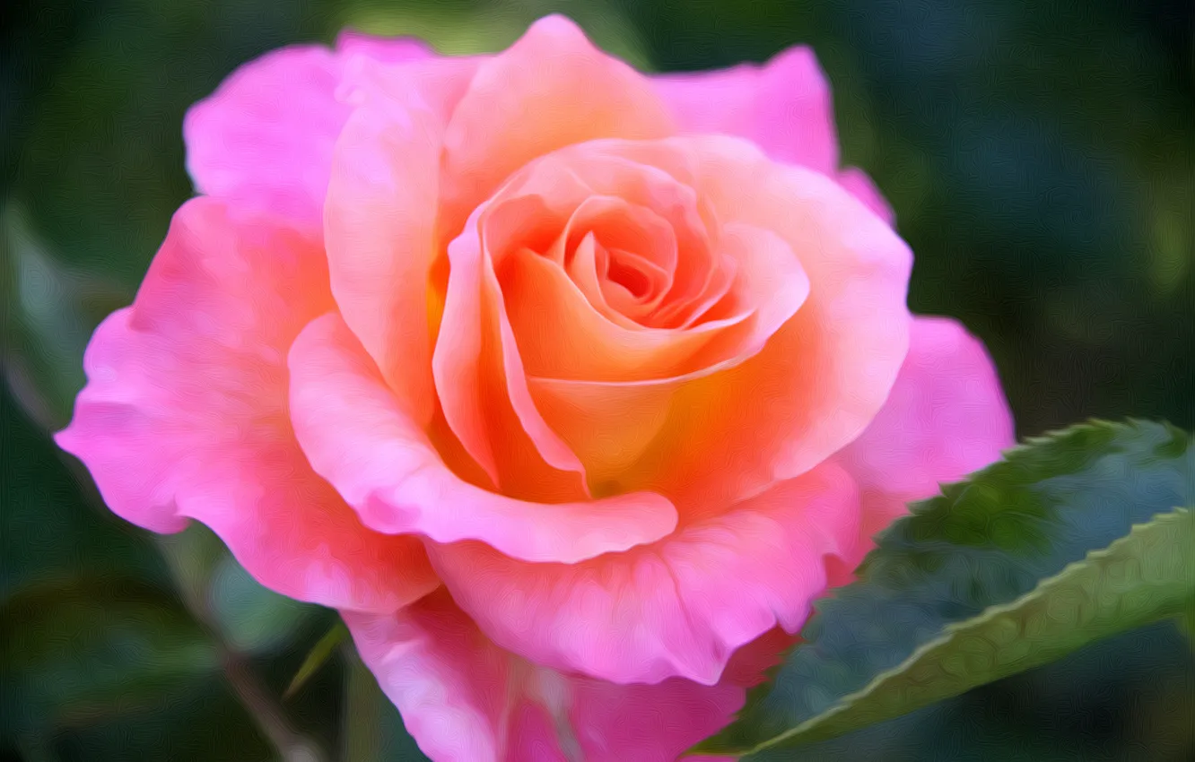 Фото обои розовая, роза, бутон, арт, ярко, цветение