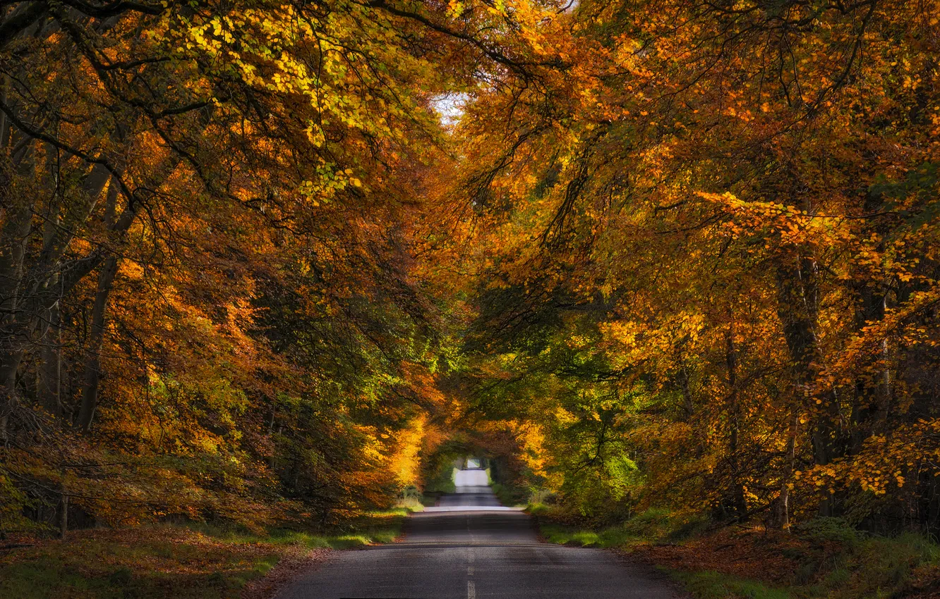Фото обои дорога, осень, лес, деревья, аллея, Scotland