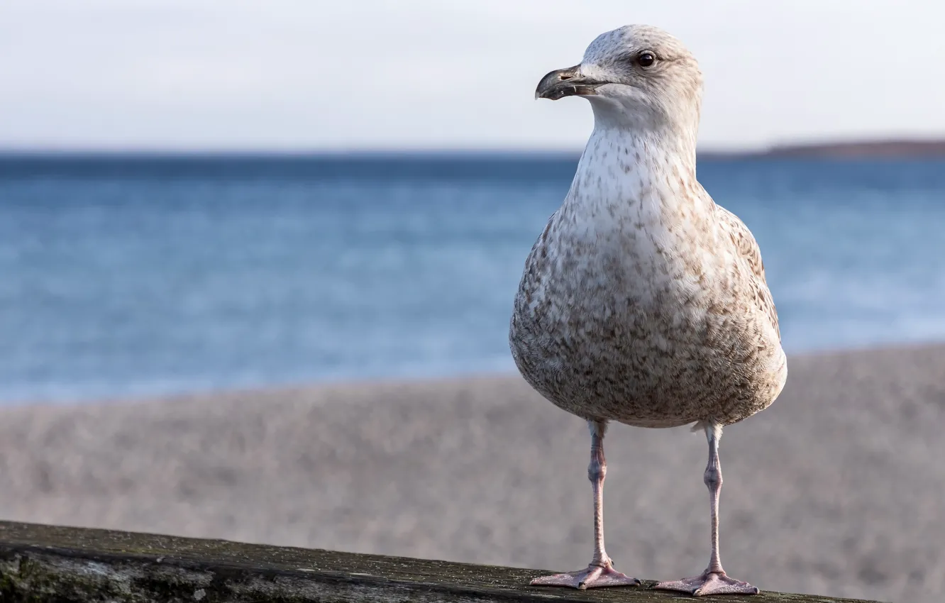 Фото обои природа, птица, Серебристая чайка