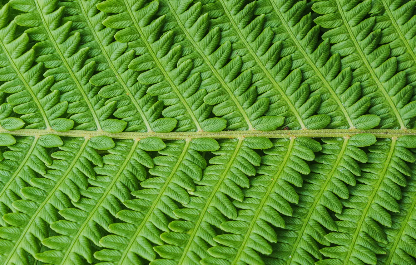 Фото обои green, plant, sheet