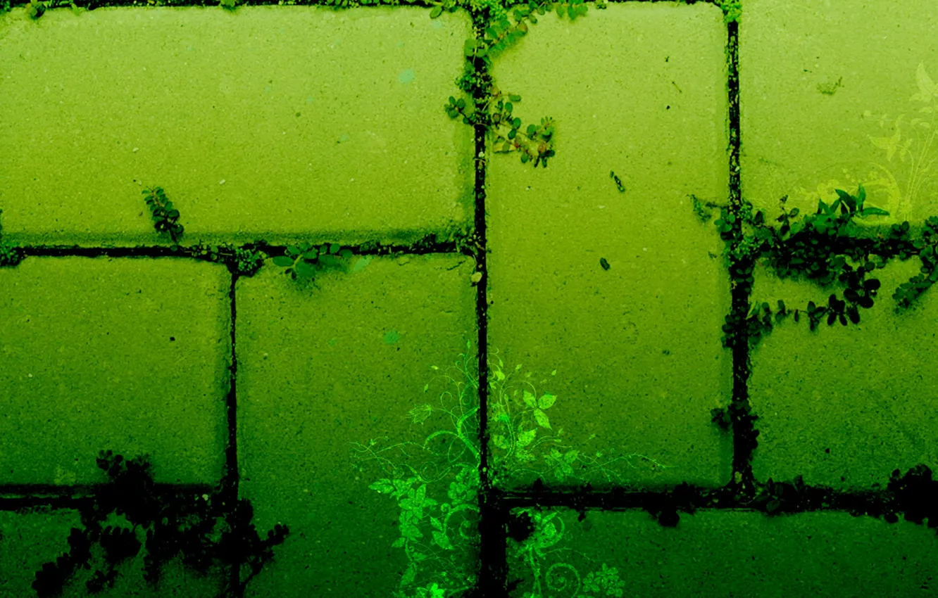 Фото обои Текстура, Green, art, ростения