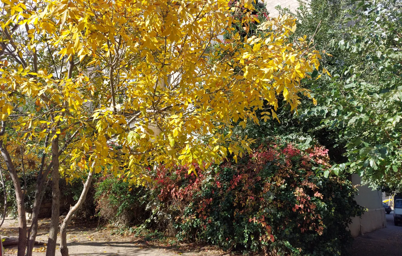 Фото обои Осень, Деревья, Листья, Autumn, Trees, Leaves