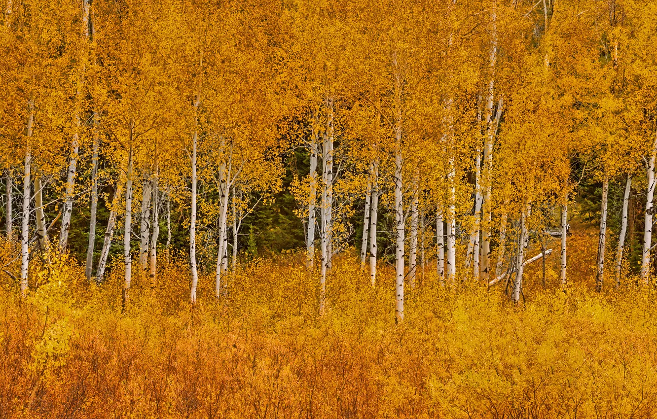 Фото обои осень, листья, деревья, Вайоминг, США, роща, Grand Teton National Park, осина