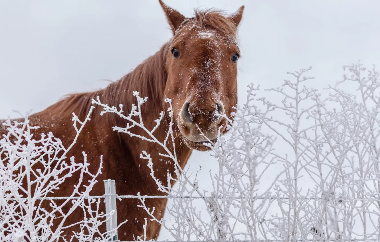 Фото обои зима, природа, конь