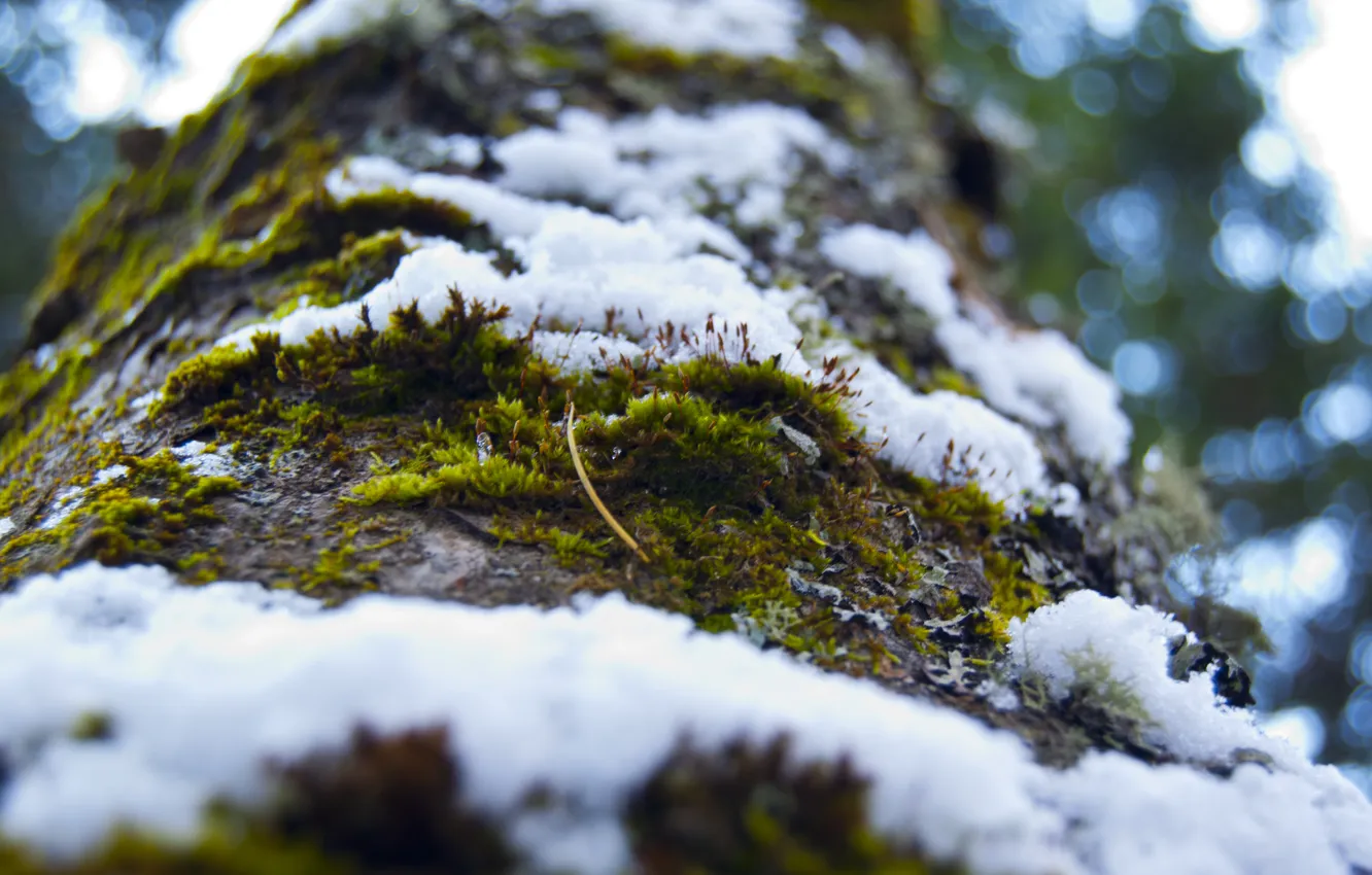 Фото обои лес, снег, дерево, Мох, кора, снегопад
