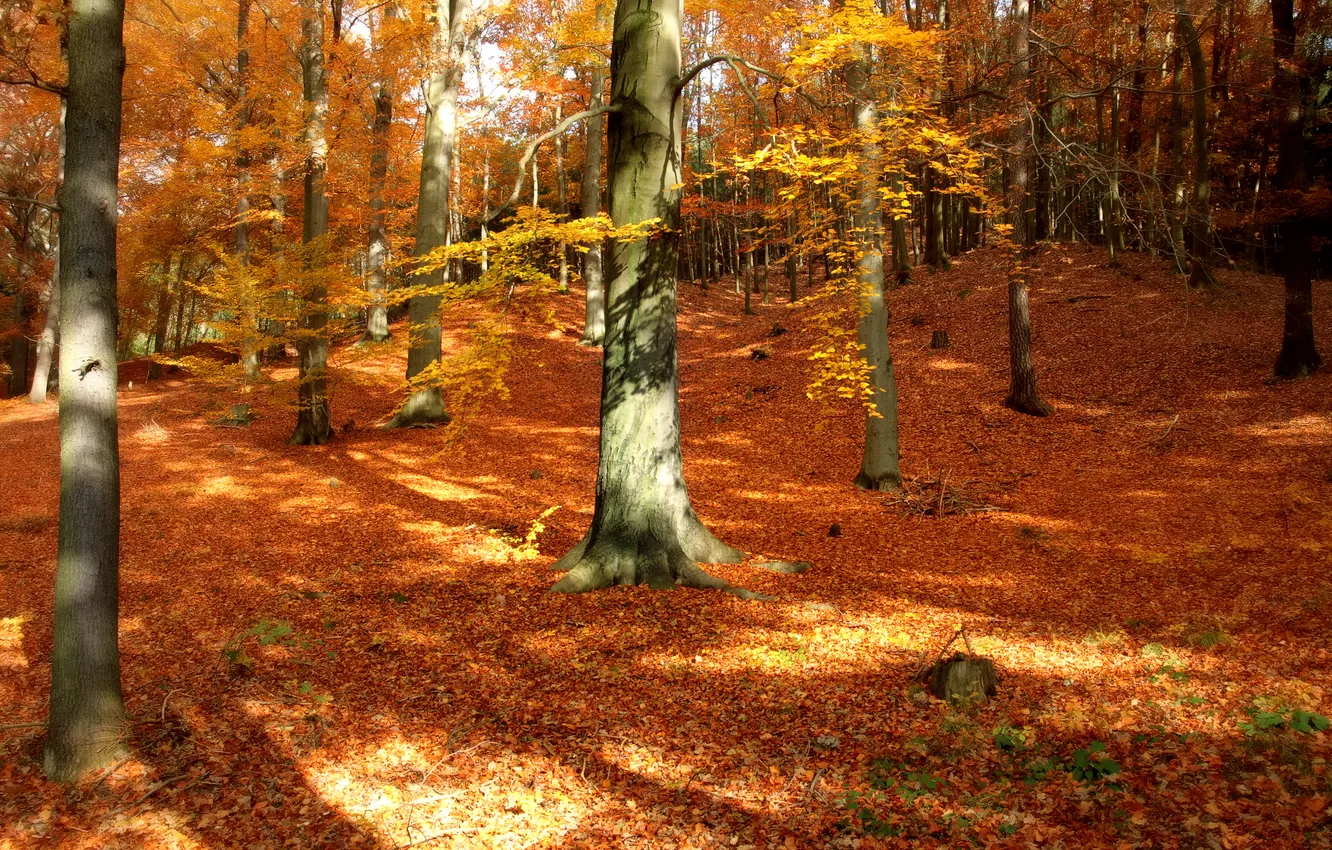 Фото обои осень, лес, листья, деревья, природа, парк, осенние обои