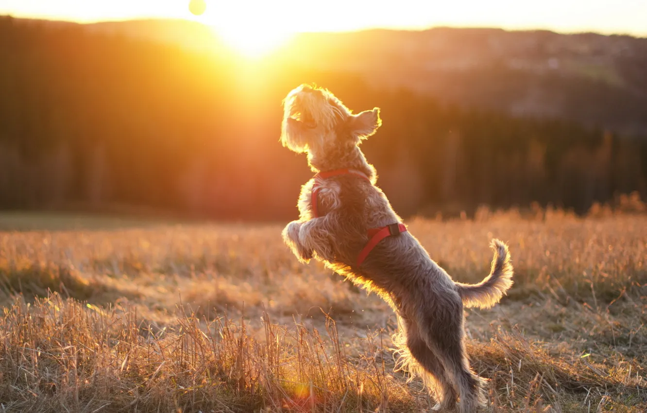 Фото обои солнце, собака, мячь