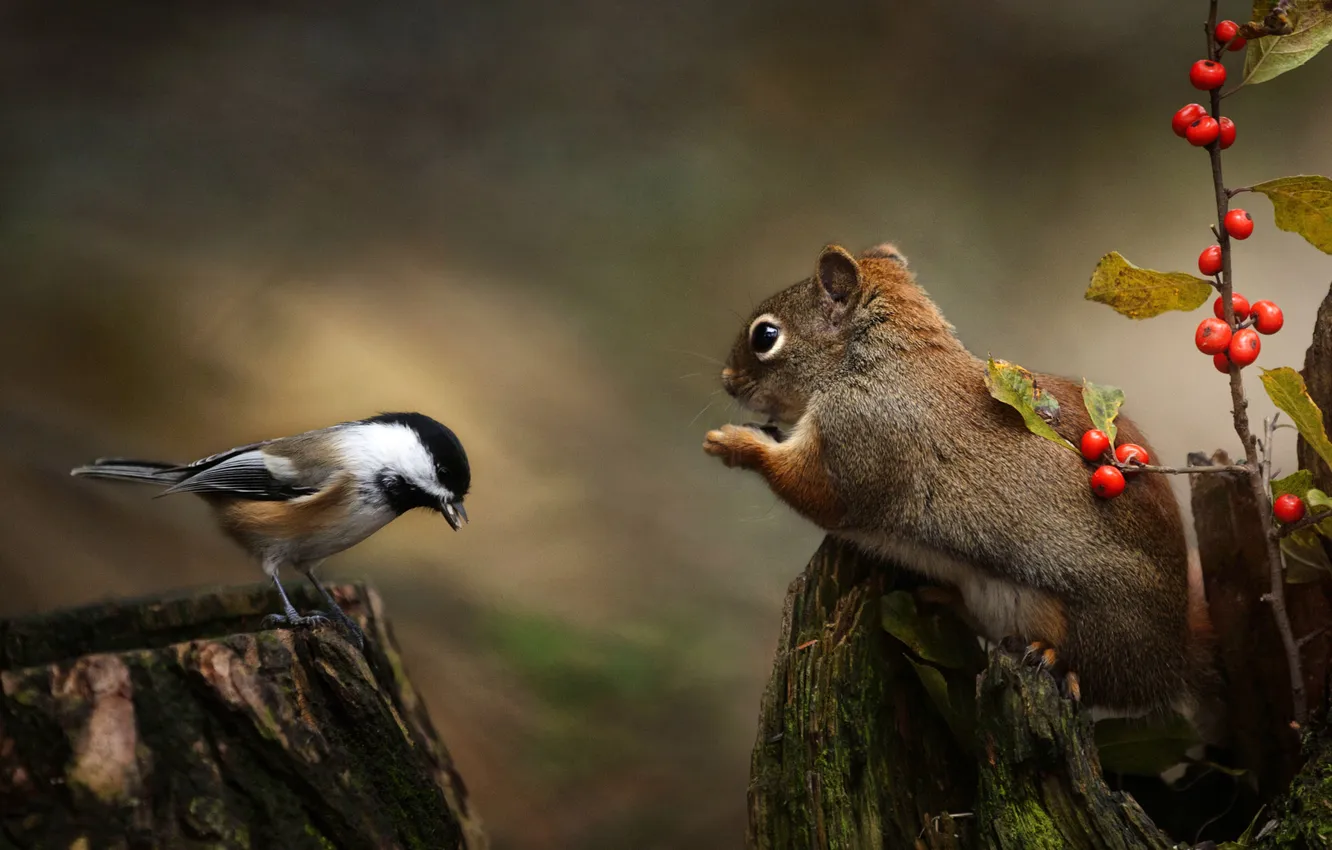 Фото обои природа, ягоды, птица, пень, белка, синица