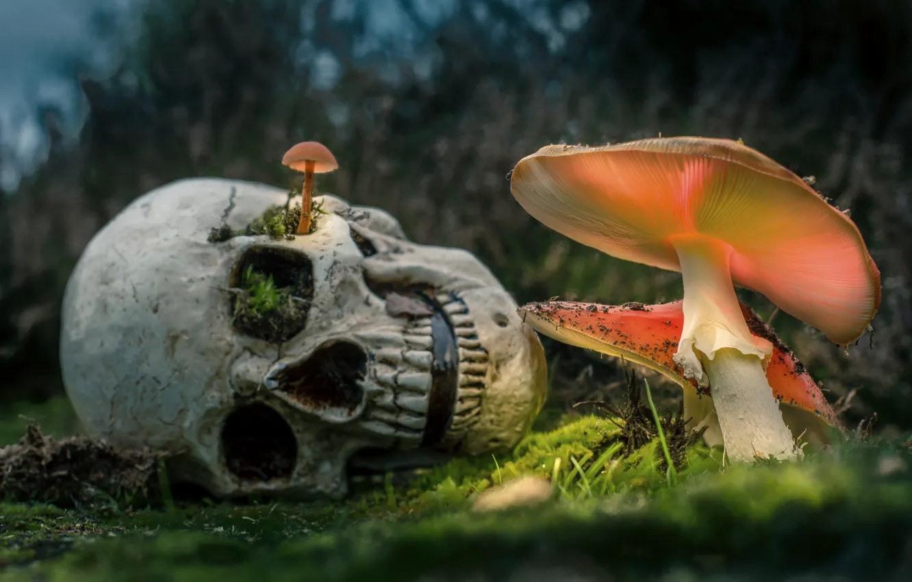 Фото обои природа, рендеринг, грибы, череп, мох, мухоморы, боке, фотоарт