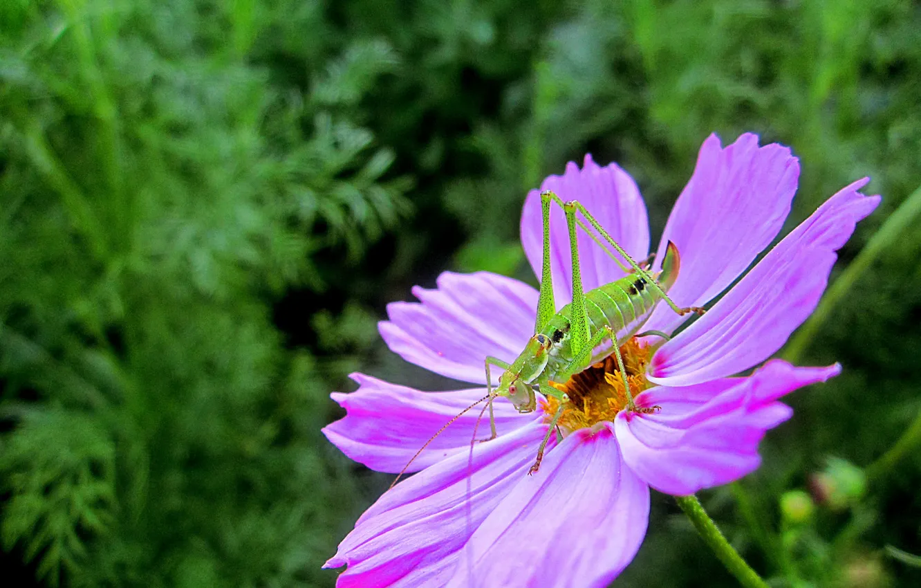 Фото обои макро, Цветок, насекомое, flowers, macro, purple, Космея, bug