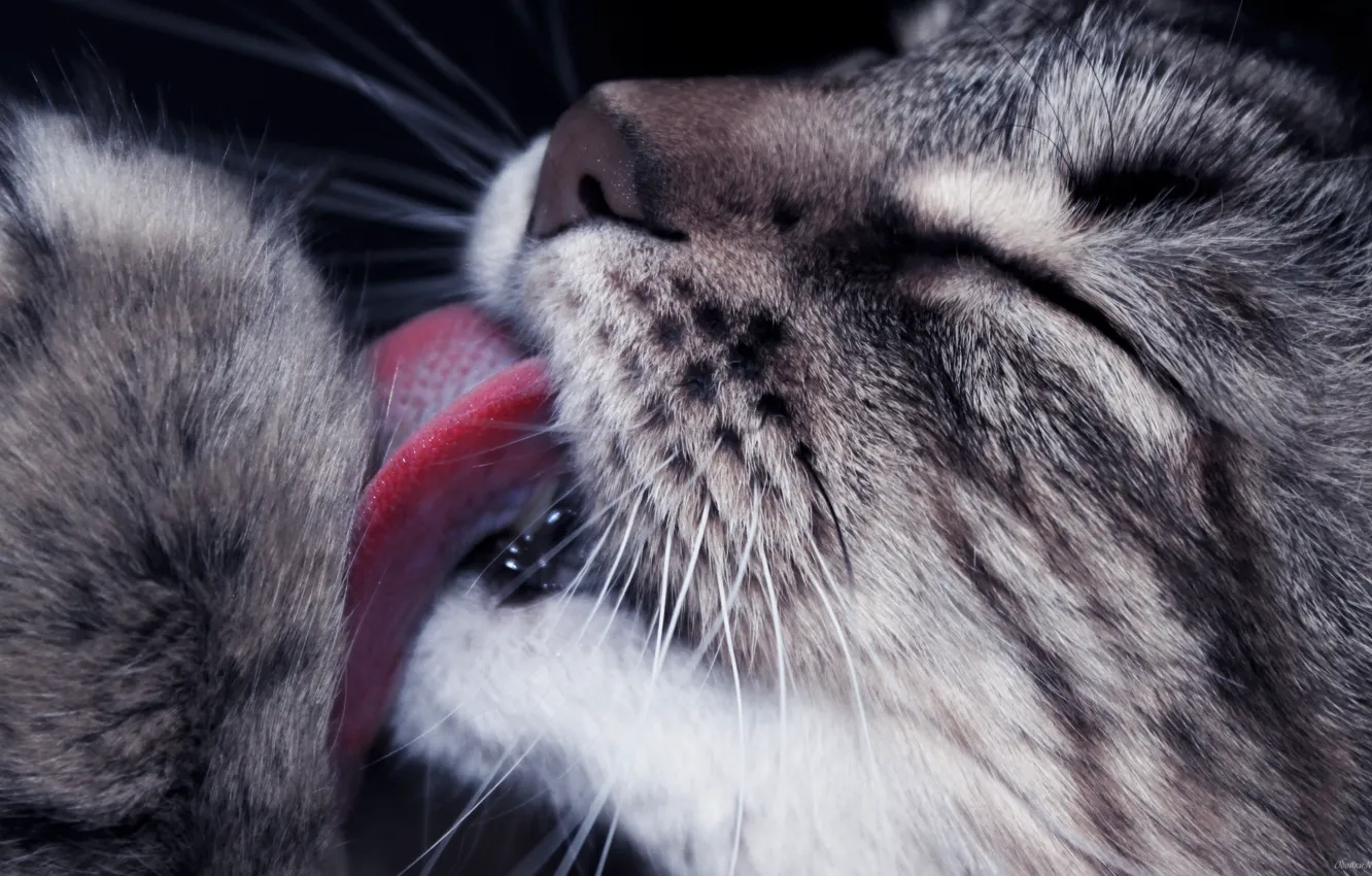 Фото обои язык, кошка, моется