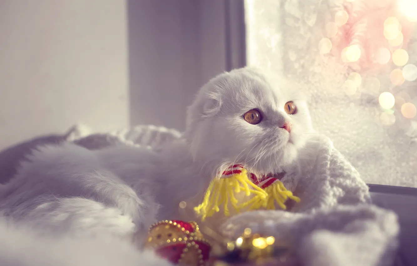 Фото обои зима, котенок, шарф, окно, Новый год, боке, хайленд фолд, Айс