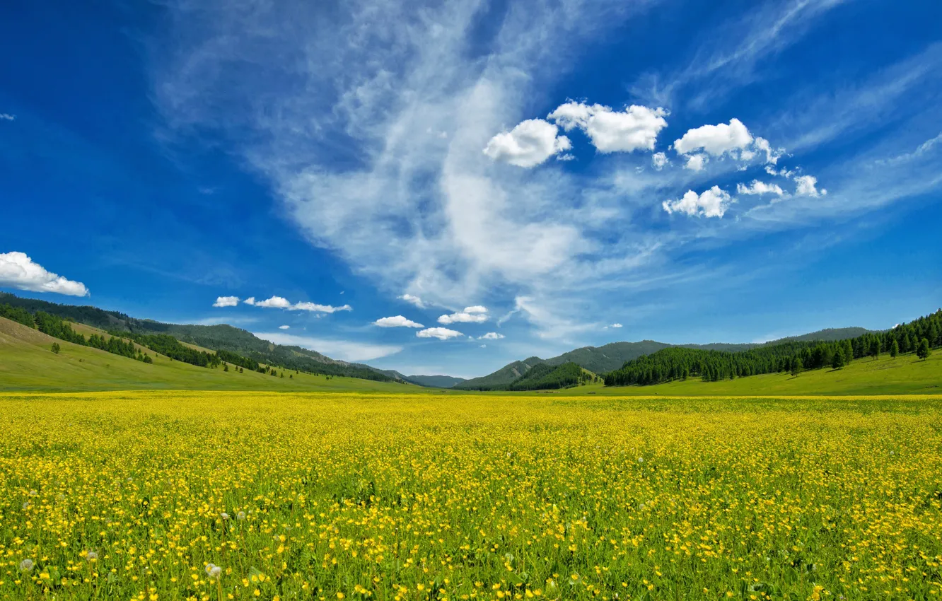 Фото обои поле, лес, лето, небо, облака, цветы, горы, синева