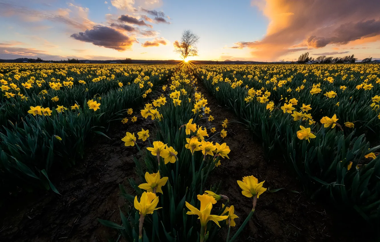 Фото обои поле, закат, цветы, дерево, жёлтые, нарциссы, штат Вашингтон, Washington State