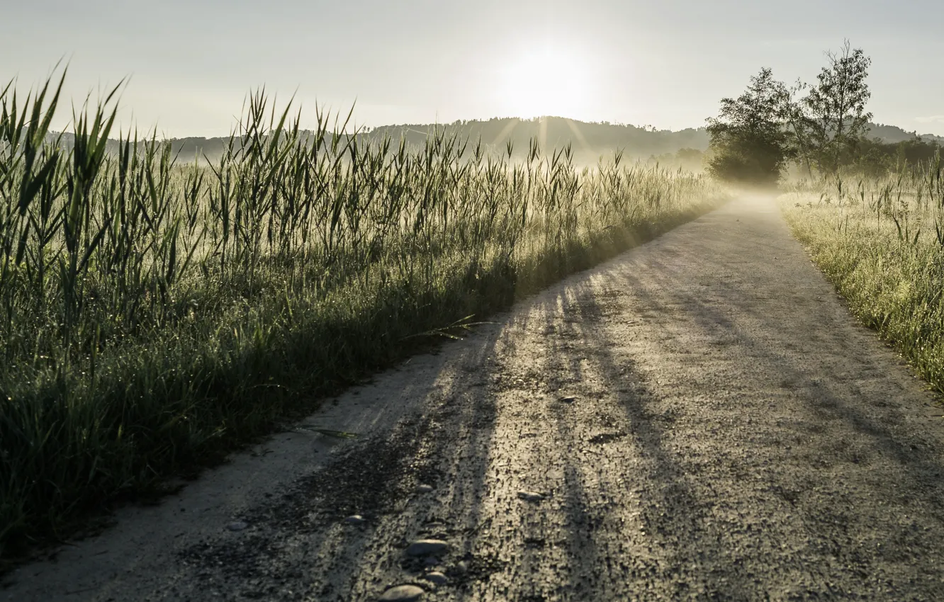 Фото обои дорога, трава, свет, утро