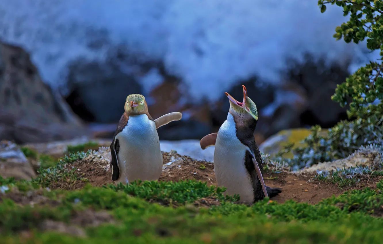 Фото обои птица, Новая Зеландия, желтоглазый пингвин, Моераки