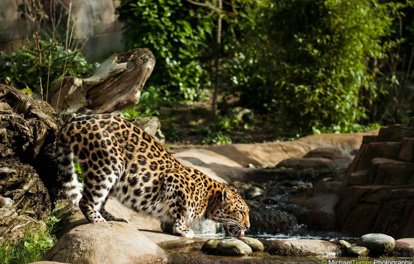 Фото обои ручей, заросли, хищник, пятна, профиль, водопой, дикая кошка, амурский леопард