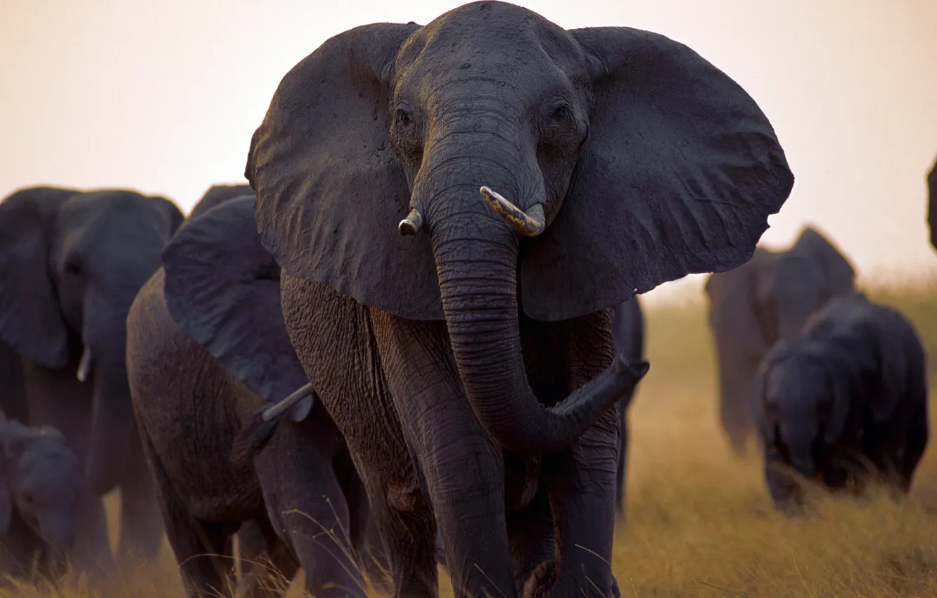 Фото обои Wallpaper, Africa, Outside, Herd, Black Elephant