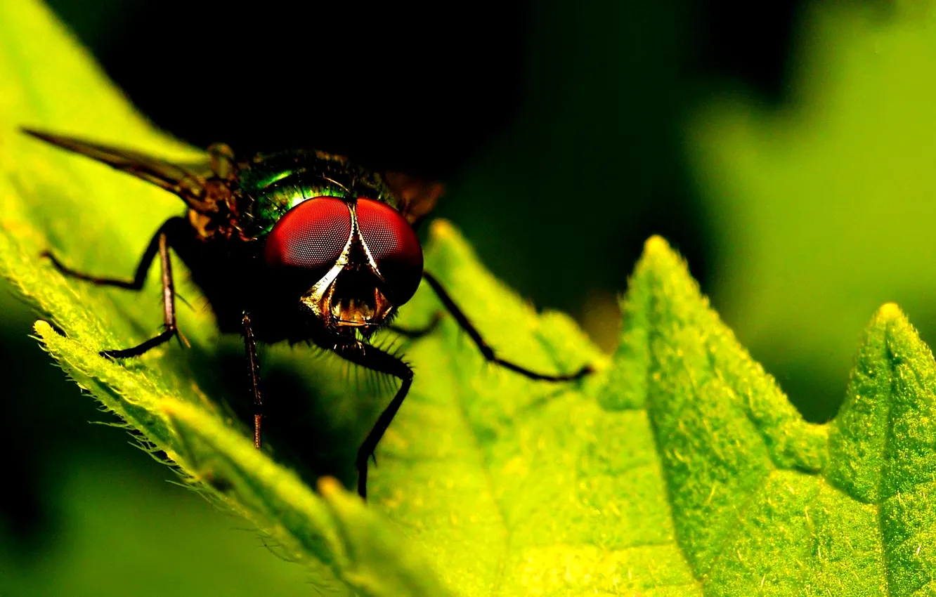 Фото обои green, fly, leaf, insect